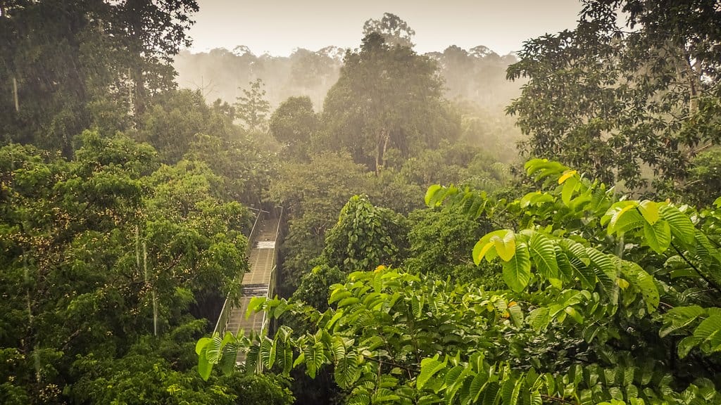 Borneo Rainforest, Sarawak