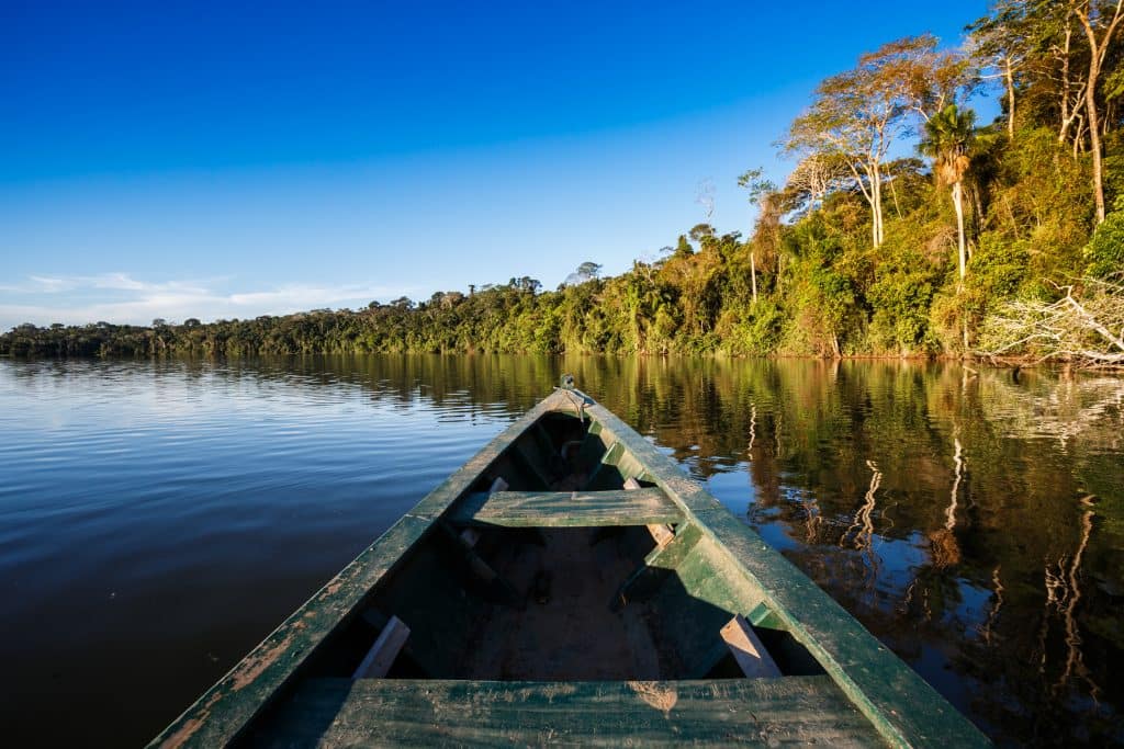 Amazon Rainforest: A Wildlife Wonderland