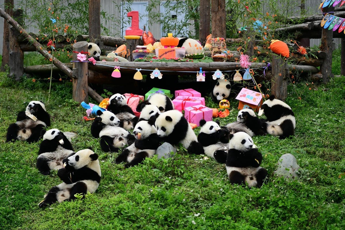 The Panda Base, Chengdu