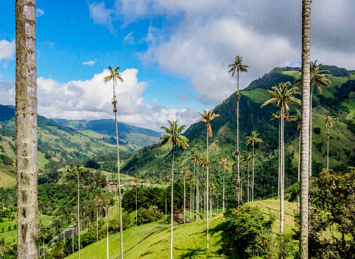 Cocora Valley and Quindio Wax Palms