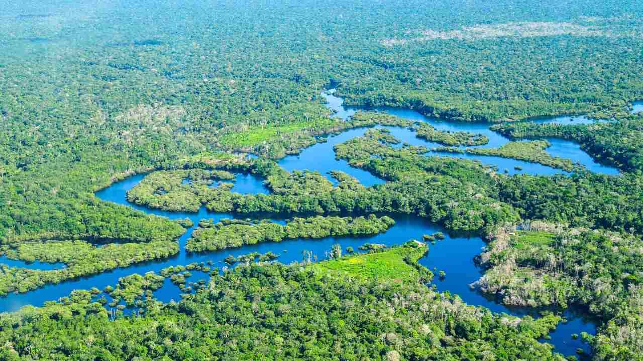 Amazon Rainforest, Manaus
