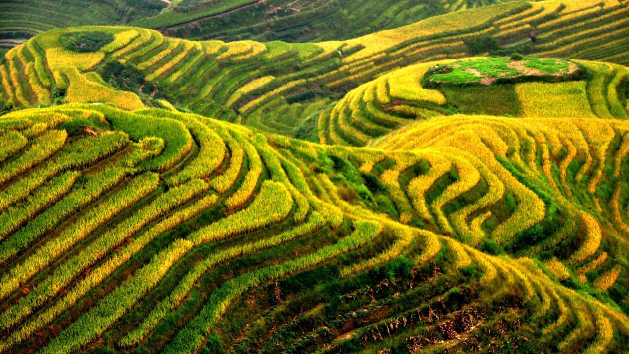 Guilin - The Terraced Fields of Longsheng