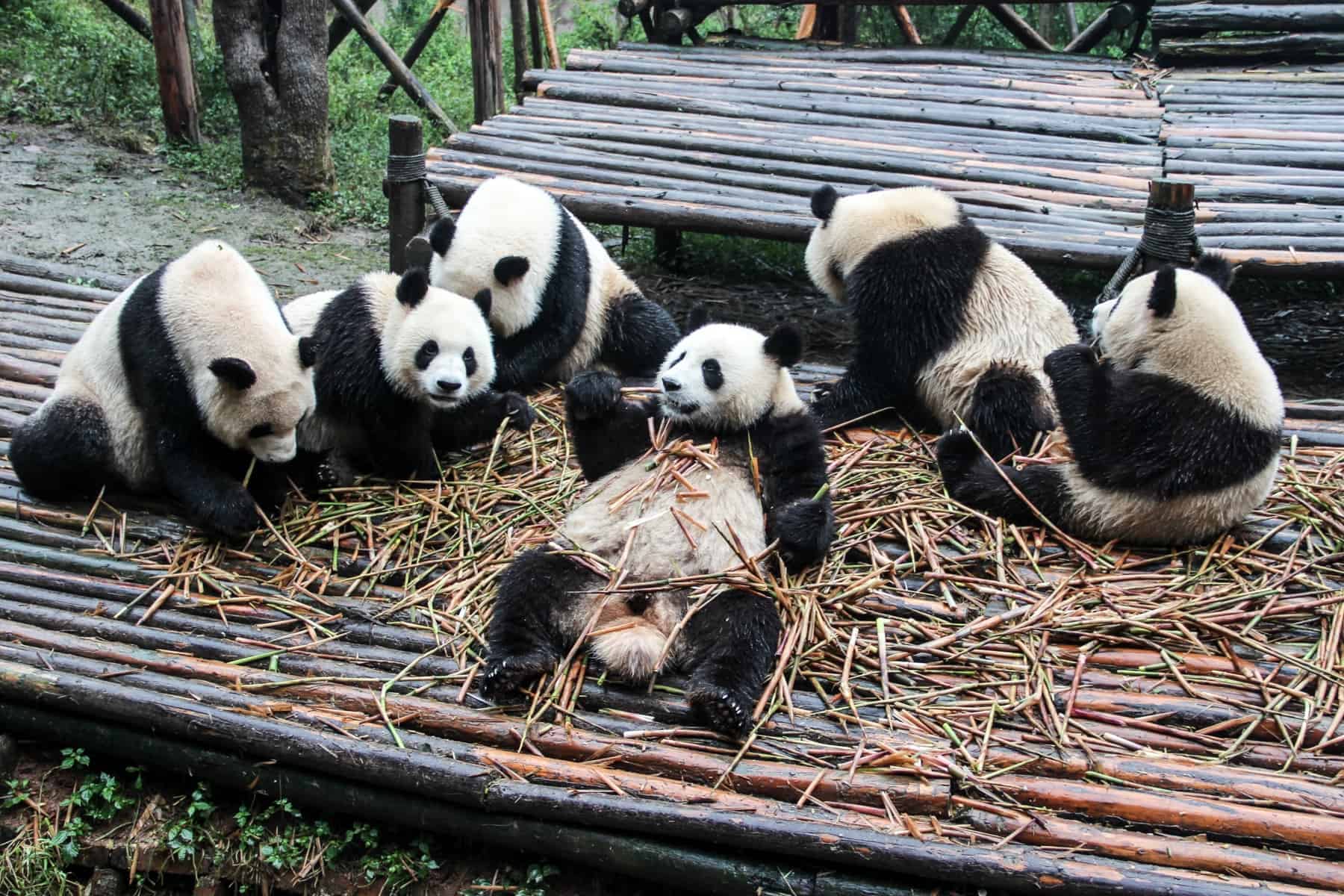 Chengdu - The Panda Base