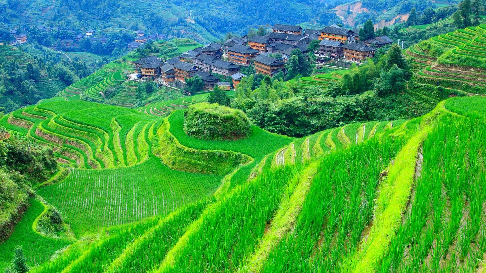 The Terraced Fields of Longsheng, Guangxi