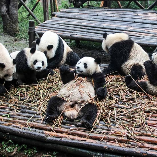 Chengdu - The Panda Base
