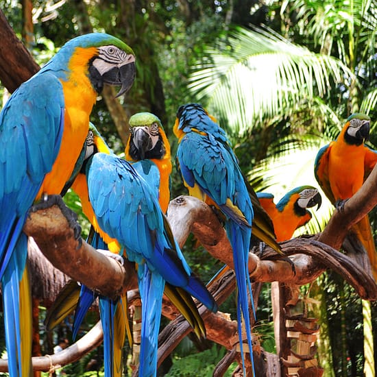 Iguazu Falls: Brazilian Side and Bird Park