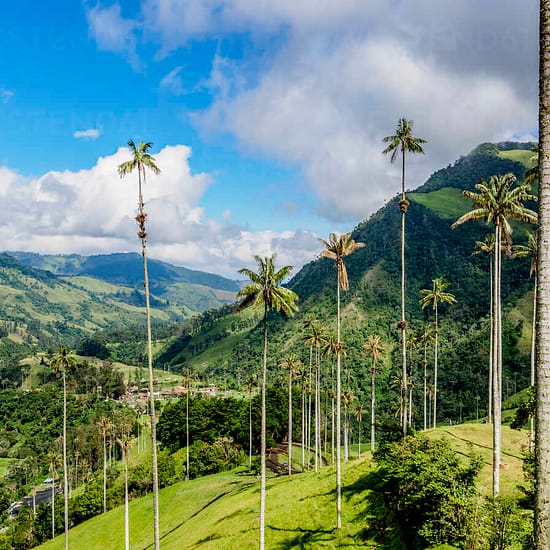 Cocora Valley and Quindio Wax Palms